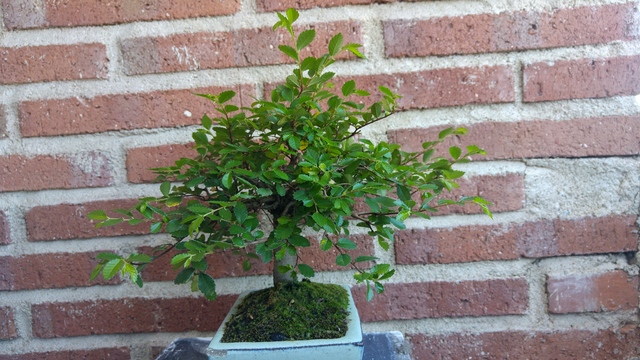 Novato con nuevo Bonsai y algunas preguntas! VdmBlQ