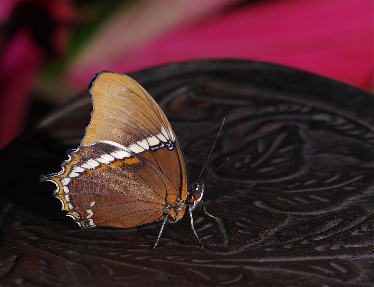 Papillons en Fêtes 2018 ZFPi70