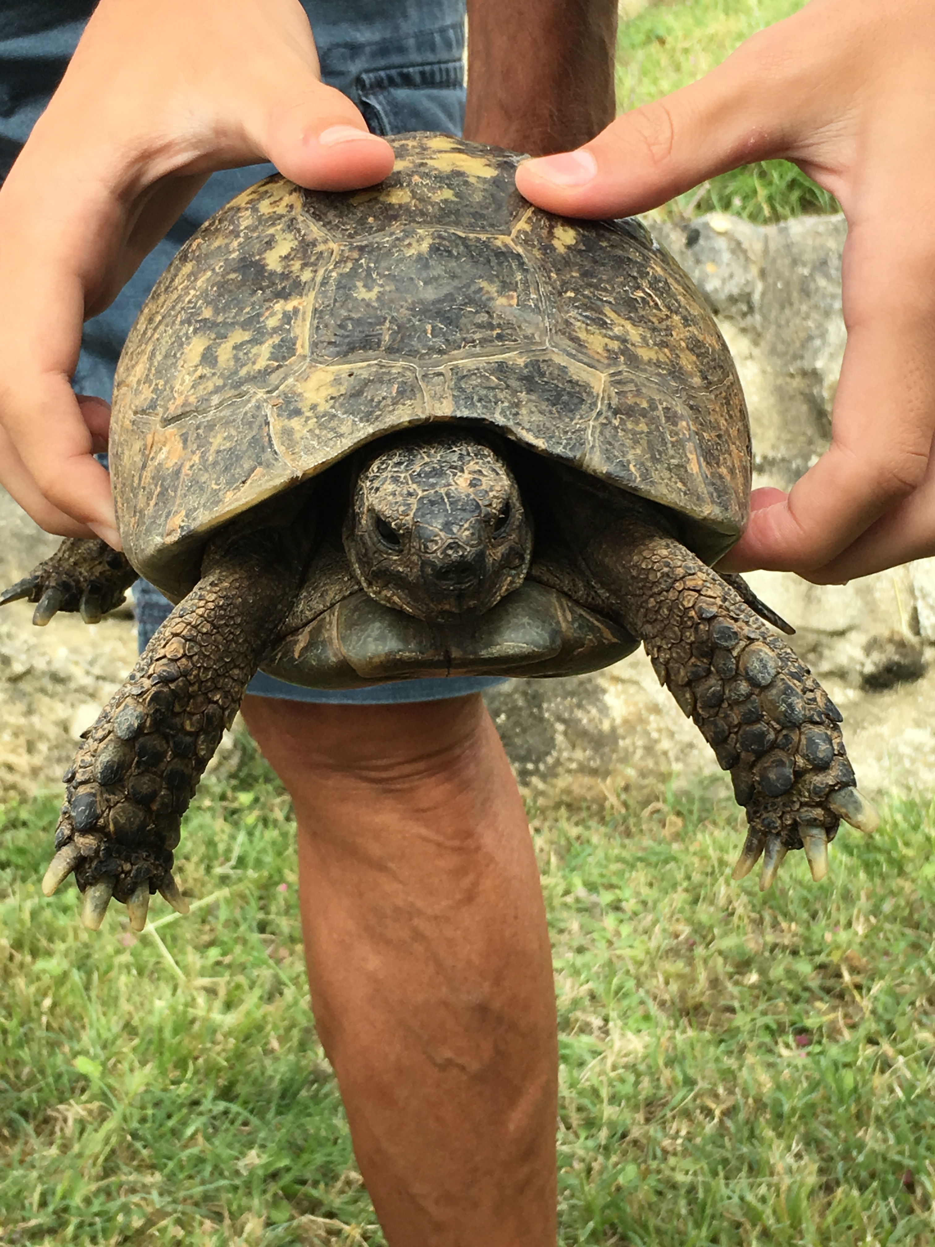 Espèce de Tortue à confirmer TIexTz