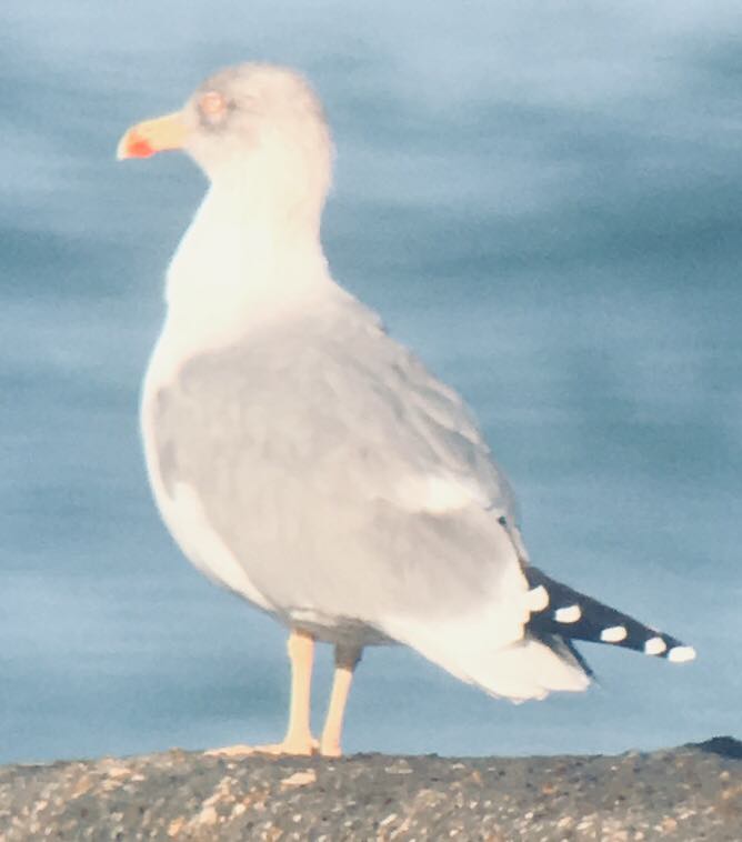 Larus michahellis atlantis? RkK7Aj