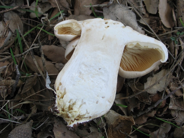 Entoloma sinuatum ? AZ9dBt