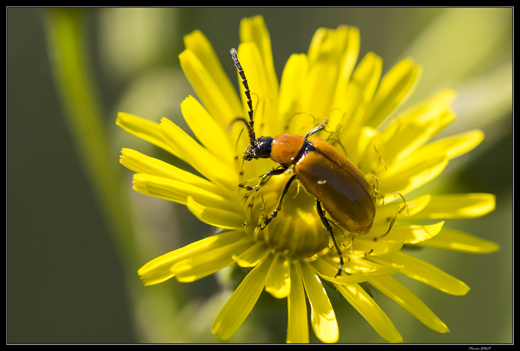 Sortie anniversaire 2018 - Macro Sud 8ème Ed. - 19 Mai - Page 5 XUnl86