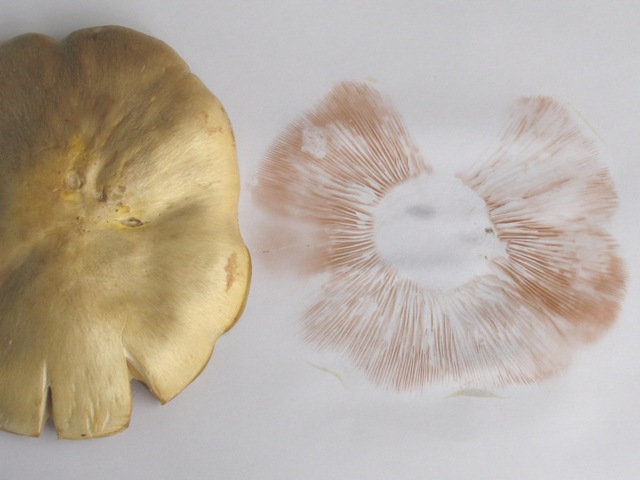 Entoloma sinuatum ? HC4yBE