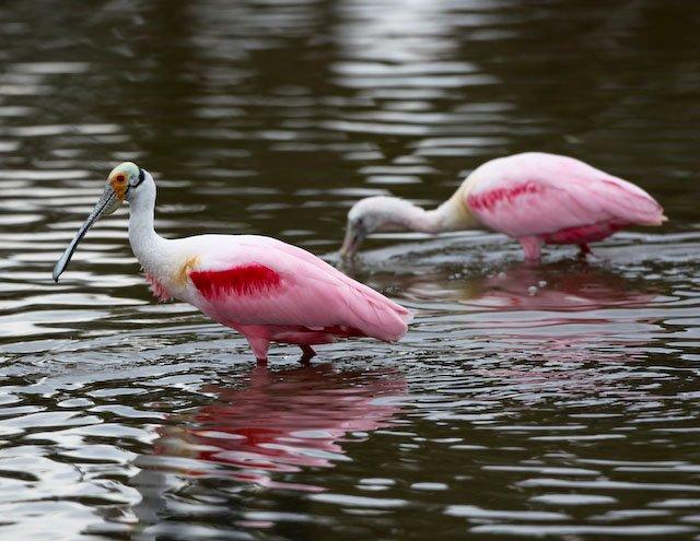 Roseate Spoonbills Img7902o