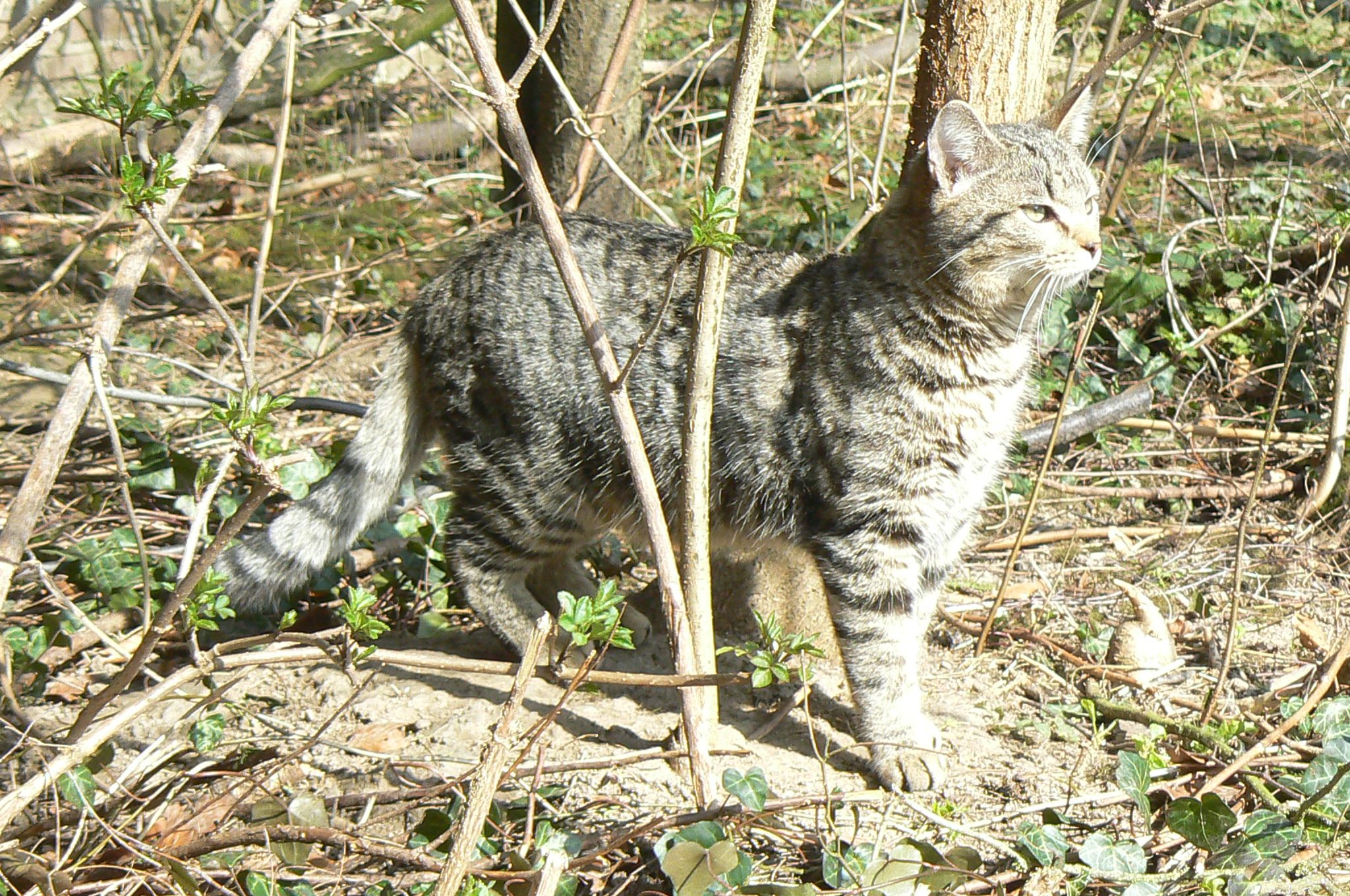 Chatons sauvés photos p12 janv 2011 - Page 9 P1320572