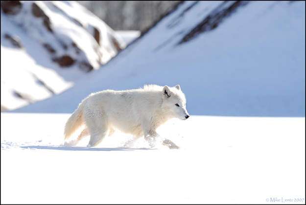 اللون الابيض White4