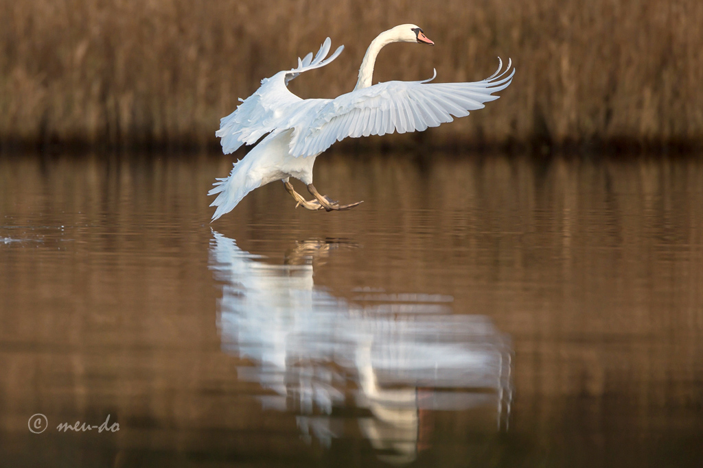 Oiseaux en marais breton + Spatule blanche  Z0xt