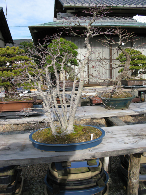 Centro bonsai tenerife en JAPÓN - Página 38 65168224