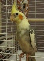 (20 Juillet 2011) perdu cockatiel à Montréal QC *RETROUVÉ* Atielperdumontralle20ju