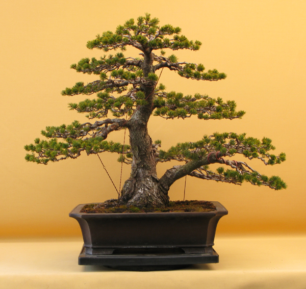 Centro bonsai tenerife en JAPÓN - Página 37 74674441