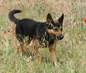 Macho, Pastor Alemán, 7 años (Miraco) Miraco2