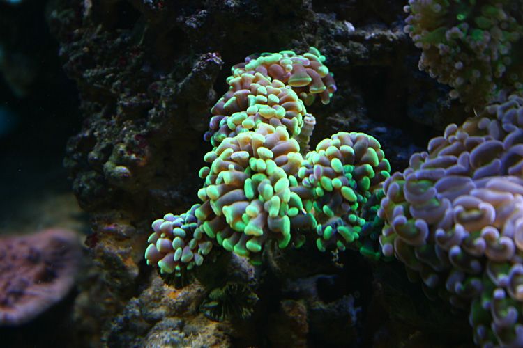 boutures de coraux Img4943px