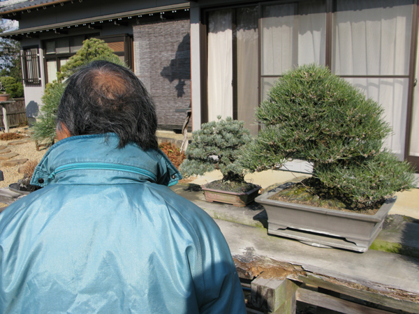 Centro bonsai tenerife en JAPÓN - Página 20 94267123