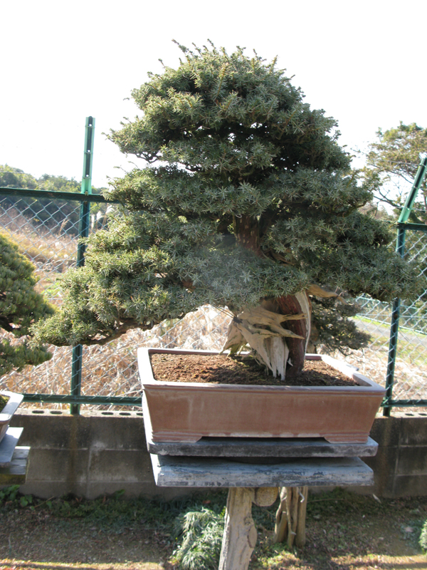 Centro bonsai tenerife en JAPÓN - Página 20 67808032