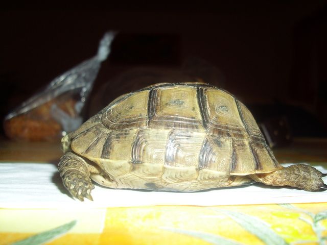 identification de mes nouvelles tortues! Img0950hy4