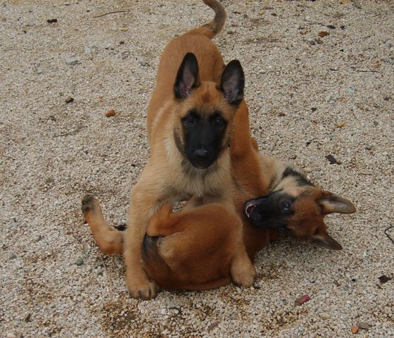 Eleveurs: les photos de vos chiots partis - Page 5 Dianeetdixibbmalinois02