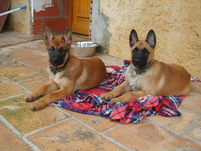 Eleveurs: les photos de vos chiots partis - Page 5 Dianeetdixiebbmalinois0