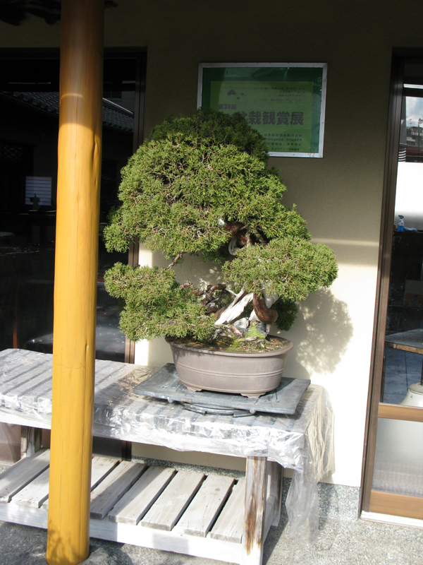 Centro bonsai tenerife en JAPÓN - Página 38 12624585