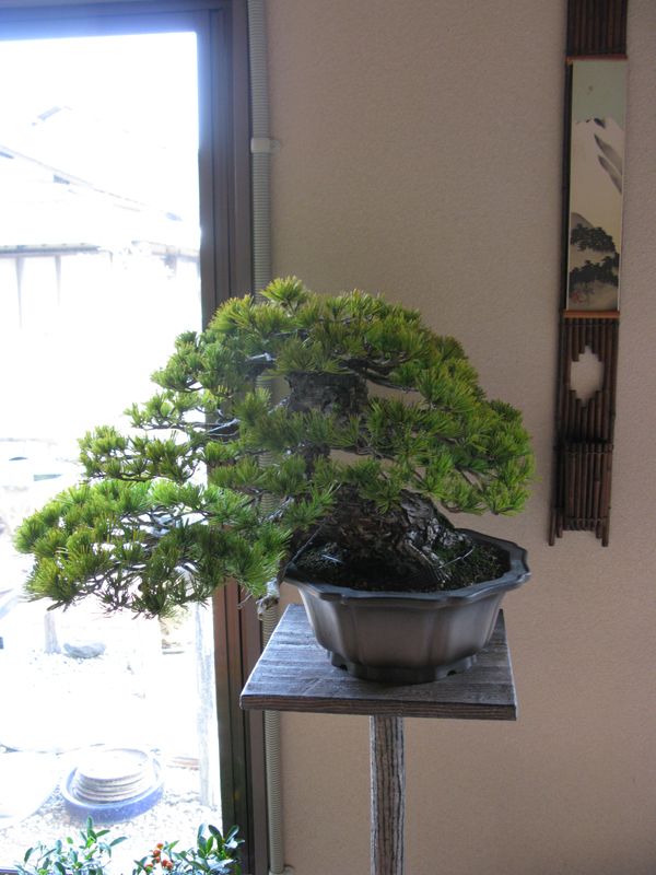 Centro bonsai tenerife en JAPÓN - Página 39 85114896