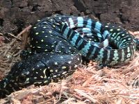 Blue Tail Monitors Img0291ad.th