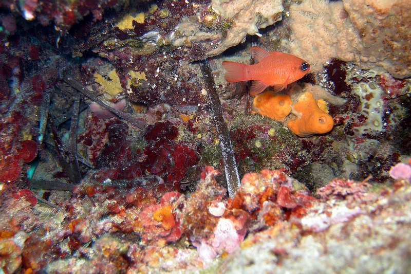 Pointe Cap Martin 09152011pointecapmartin