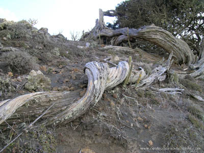 bonsai naturalista? - Página 8 95337132