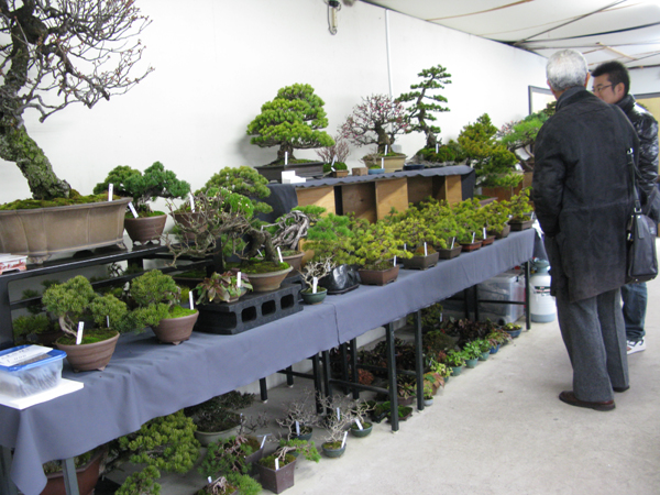 Centro bonsai tenerife en JAPÓN 2009-2010, IIª Parte - Página 22 169l