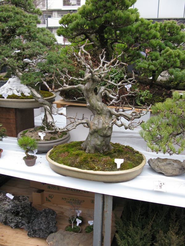 Centro bonsai tenerife en JAPÓN 2009-2010, IIª Parte - Página 20 126bm