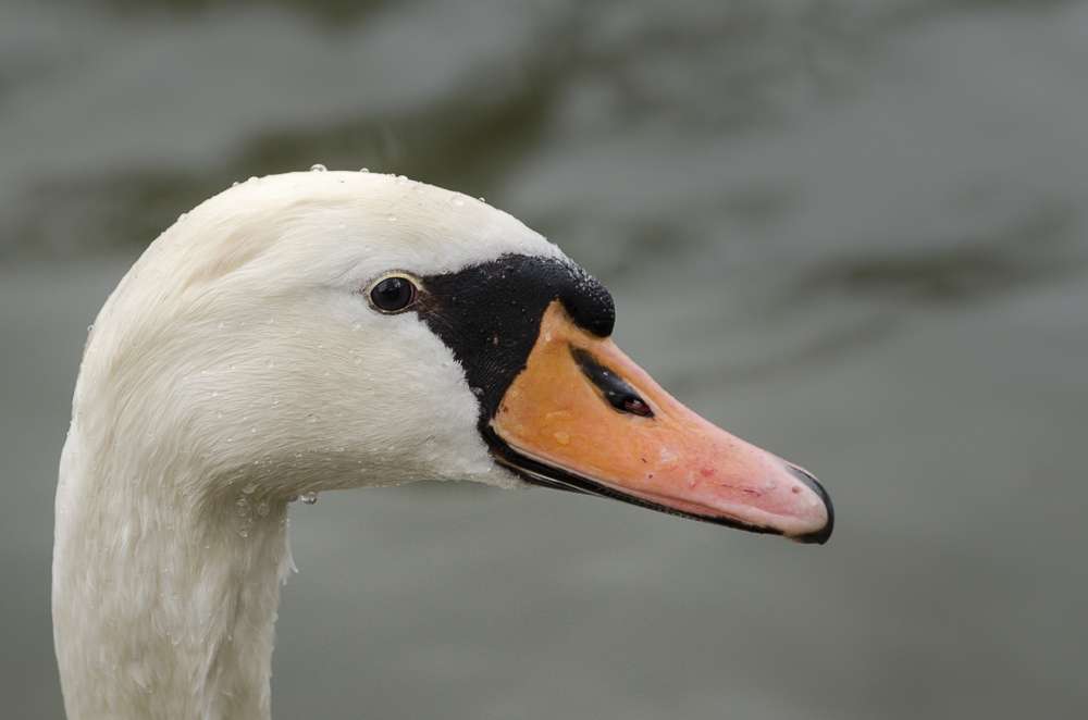 Cygnes (+ ajout du 22/12) Lg2j