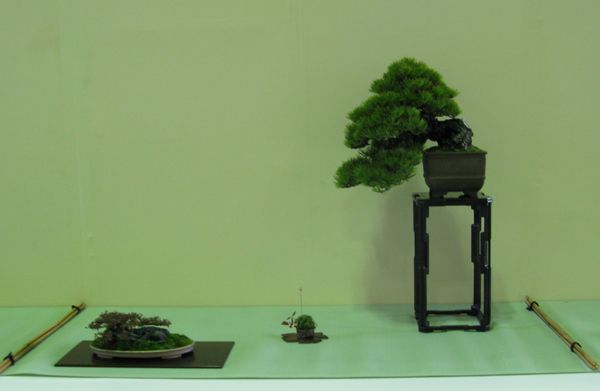 Centro bonsai tenerife en JAPÓN - Página 24 102gob