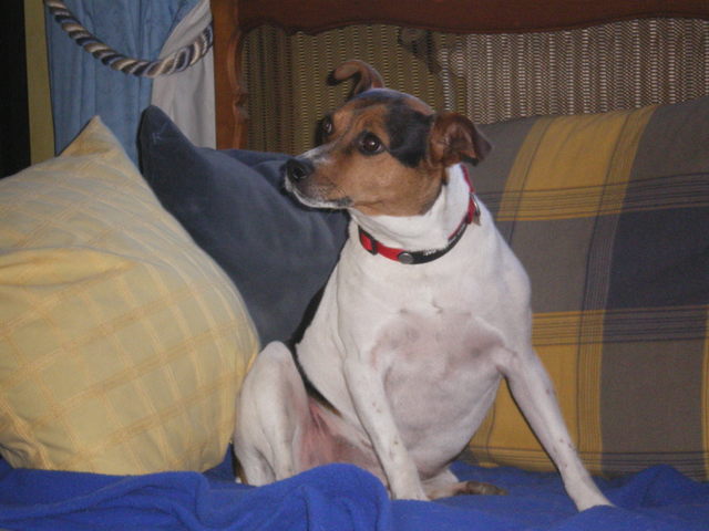 Type jack russel mâle 4 ans à placer Victorgn4