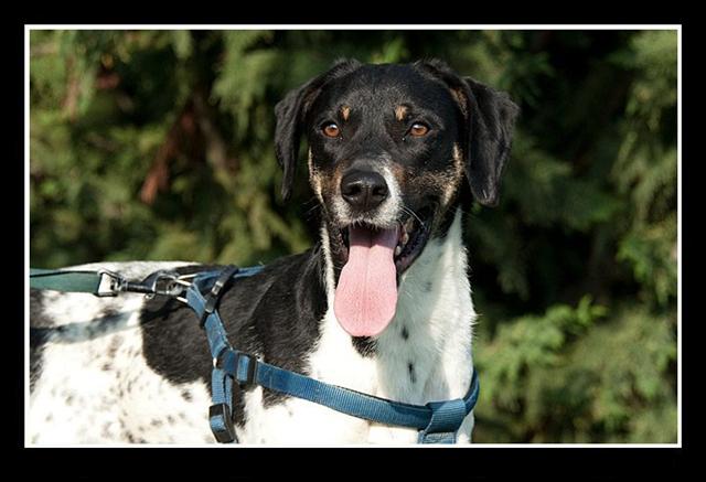 Macho, mestizo / tamaño mediano, joven (Bat) Batrp