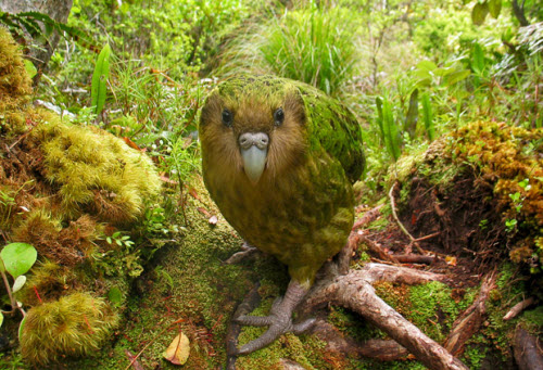 Những loài chim quý hiếm nhất trên thế giới Images6243971