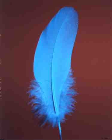 ...Feather... - Page 2 E93c52cd92ef238bd404009