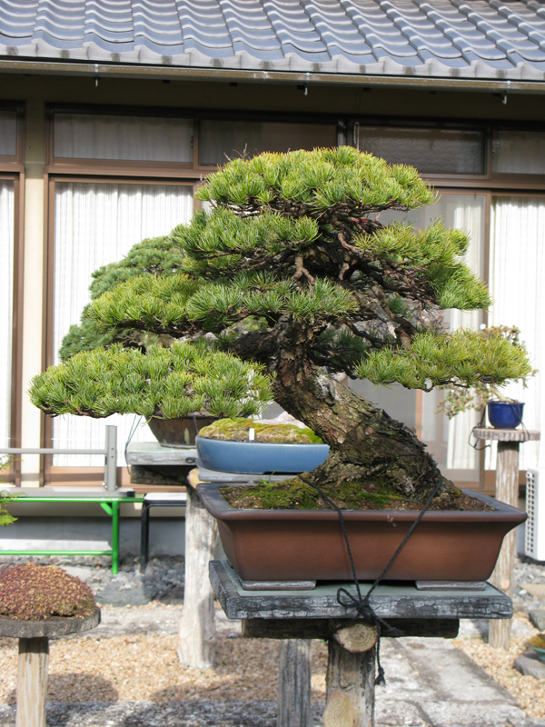 Centro bonsai tenerife en JAPÓN - Página 38 92142102