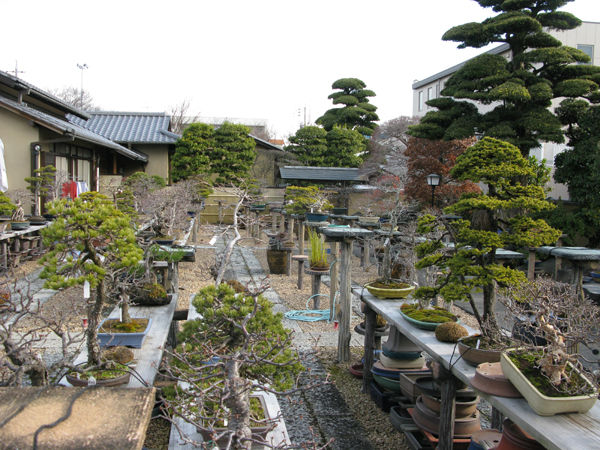 Centro bonsai tenerife en JAPÓN - Página 38 41623444
