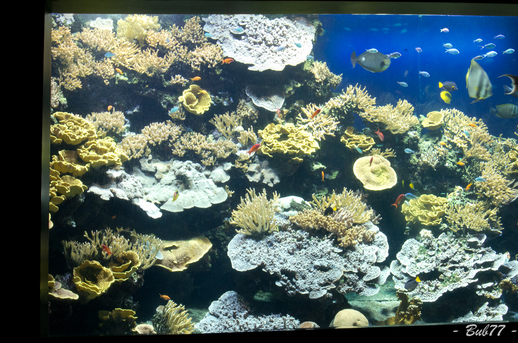 WE à Monaco - Visite de l'aquarium Imgp811458