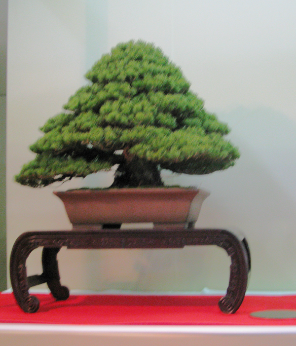 Centro bonsai tenerife en JAPÓN - Página 30 10345951