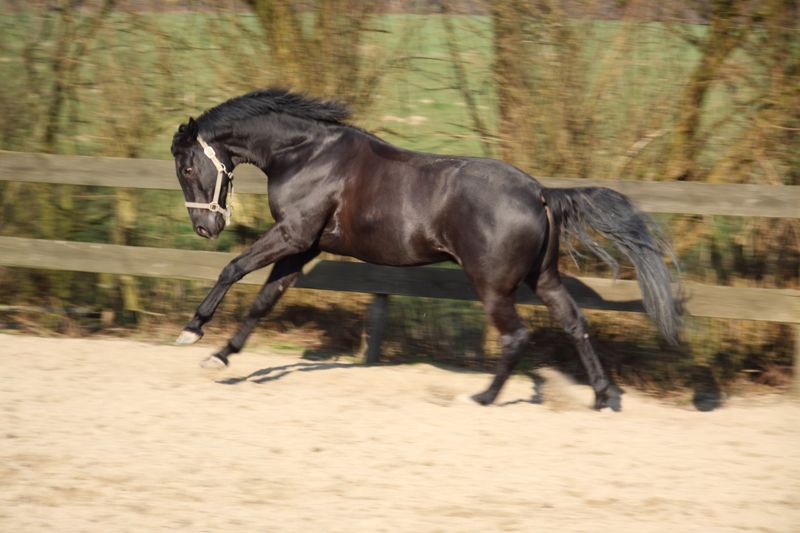 Cheval au grand galop 172copie