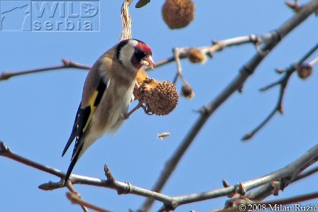 Carduelis carduelis balcanica- Balkanski štiglić - Page 4 48568734