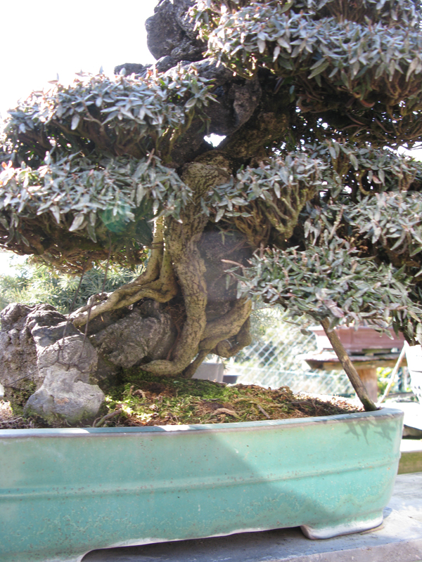 Centro bonsai tenerife en JAPÓN - Página 20 49669719