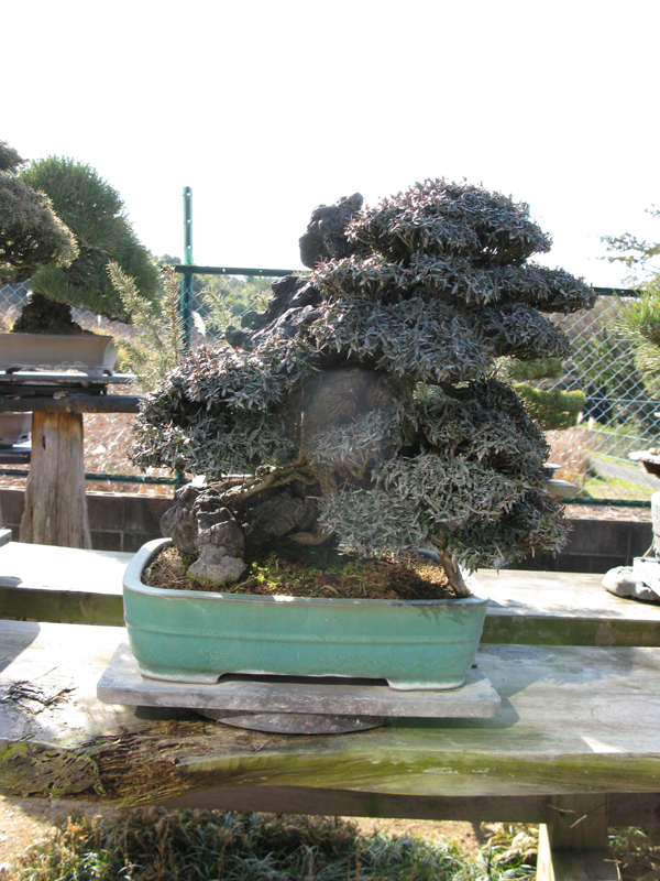 Centro bonsai tenerife en JAPÓN - Página 20 99510057