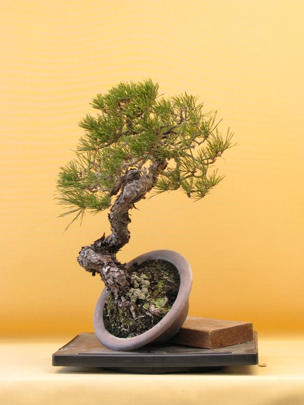 Centro bonsai tenerife en JAPÓN - Página 36 24995349