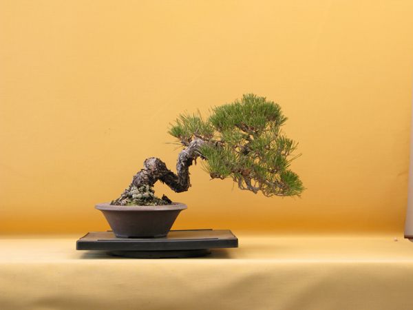 Centro bonsai tenerife en JAPÓN - Página 36 77639381