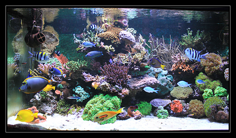 live - Ponte dans mon aquarium "live" - Page 2 Img0005os