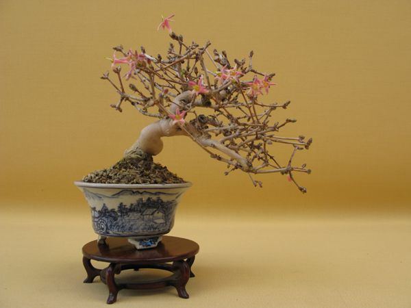 Centro bonsai tenerife en JAPÓN - Página 36 65418632