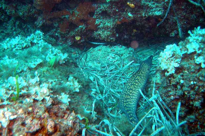 Pointe Cap Martin 09152011pointecapmartin