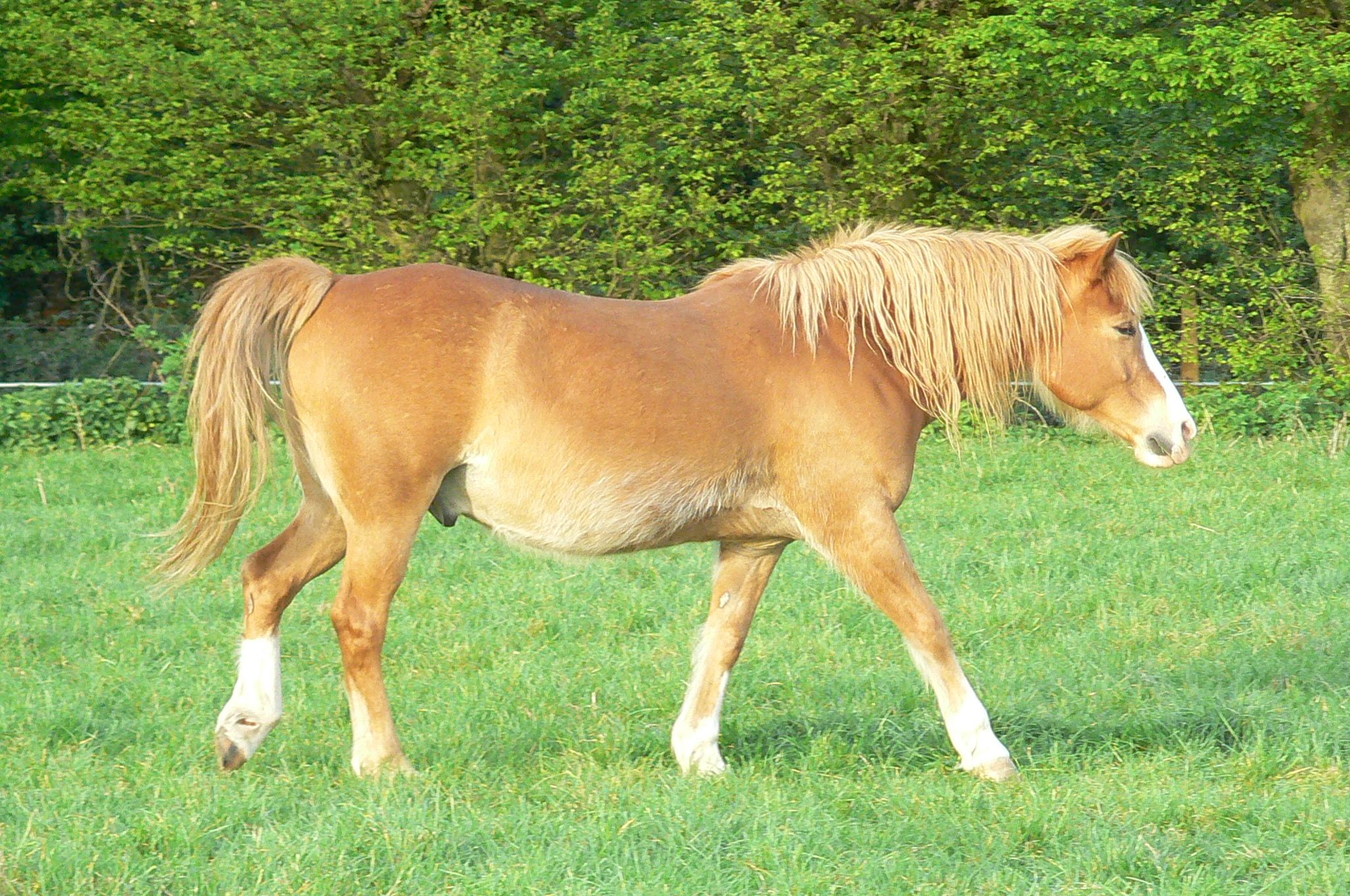 Poney irrespectueux, besoin d'aide, d'idées etc... - Page 2 P1320811