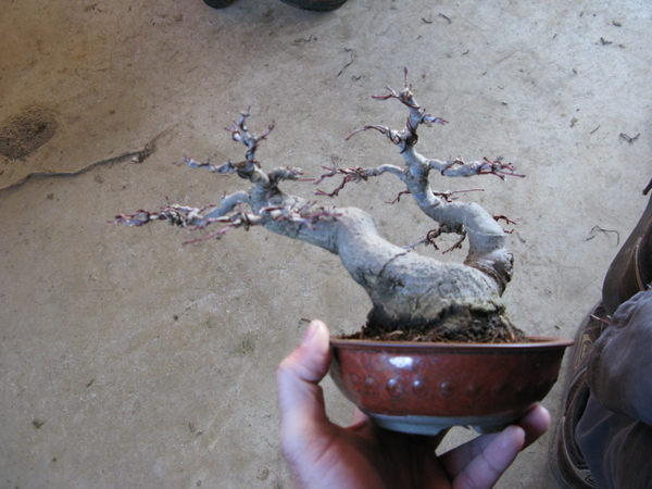 Centro bonsai tenerife en JAPÓN - Página 37 64741482