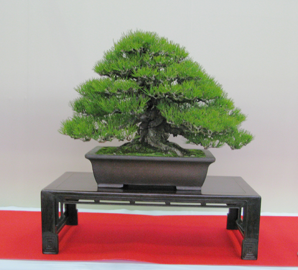 Centro bonsai tenerife en JAPÓN - Página 31 56309595